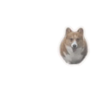 🐶 perro, corgi, animal, lindo, mascota telegram sticker