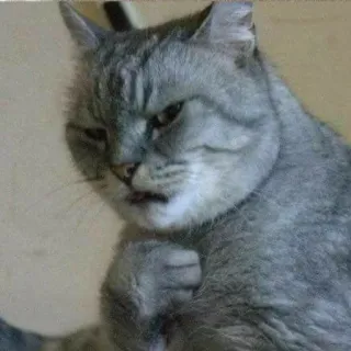😠 Katze, Meme, Tier, graue Katze, wütend, arrogant whatsapp sticker