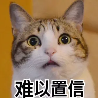 😧 难以置信 gato, meme, chocado, surpreso, animal, engraçado whatsapp sticker