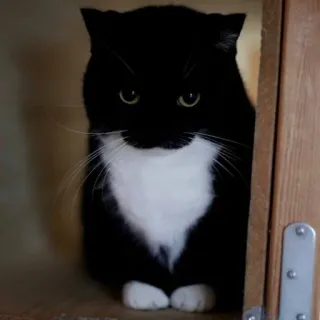 😼 cat, animal, black and white, pet, domestic animal whatsapp sticker