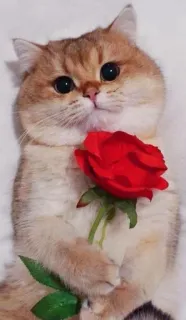 🌹 gato, rosa, animal, fofo, gatinho, flor, animal de estimação telegram sticker