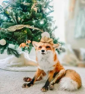 🦊 fox, christmas, animal, cute, tree telegram sticker