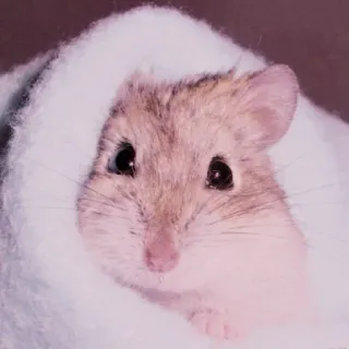 🤏 hamster, cute, animal, pet, rodent telegram sticker