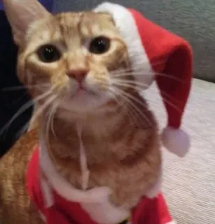 🤩 cat, christmas, santa hat, holiday, pet, festive, animal telegram sticker