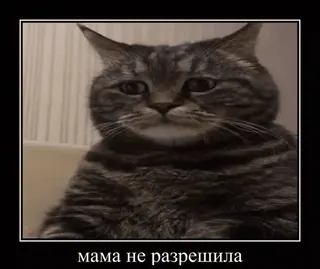 😔 мама не разрешила gato, meme, engraçado, animal de estimação, animal, desapontado telegram sticker
