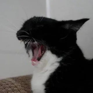 🤬 cat, yawning, black and white, pet, animal, domestic cat whatsapp sticker