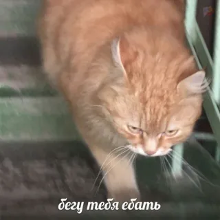 🤍 бегу тебя ебать gato, animal, escadas, animal de estimação telegram sticker