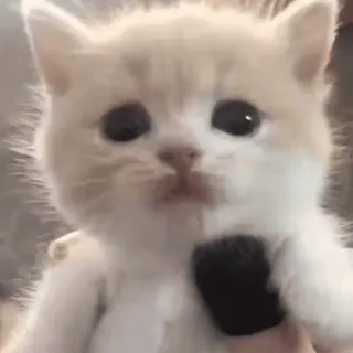 😇 cat, microphone, kitten, animal, cute whatsapp sticker
