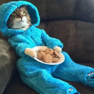 🪐 cat, cookie monster, cookies, animal, funny, cute telegram sticker