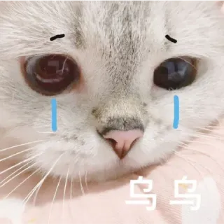 😁 呜呜 Katze, süß, traurig, weinend, Kätzchen, Meme telegram sticker