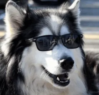 🕶 dog, husky, sunglasses, cool, animal, pet whatsapp sticker