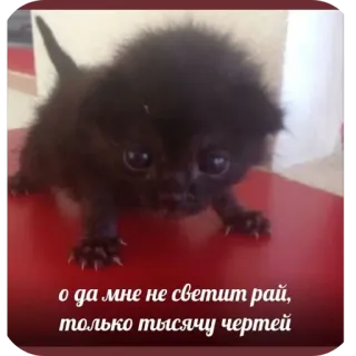 🐱 о да мне не светит рай, только тысячу чертей whatsapp sticker