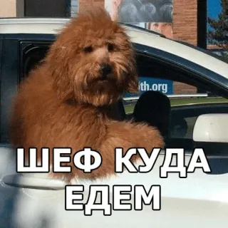 ✳️ ШЕФ КУДА ЕДЕМ dog, driving, car, russian, funny whatsapp sticker