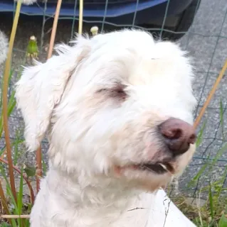 😣 cão, cão branco, animal, animal de estimação, close-up, natureza telegram sticker