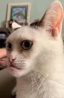 😒 cat, animal, pet, white cat, cute, domestic animal telegram sticker
