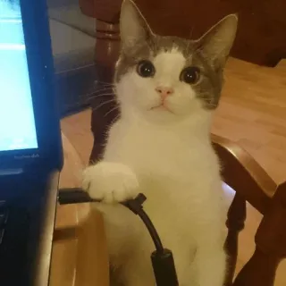 ⚡️ gato, bicicleta, lindo, animal, portátil, gato doméstico, gracioso, saludable telegram sticker