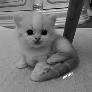 🕸 ipishy 猫, 小猫, 可爱, 动物, 宠物 telegram sticker