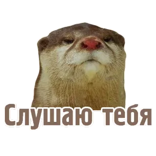 🤐 Слушаю тебя lontra, ascolto, animale, carino, meme telegram sticker