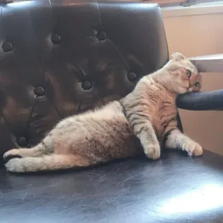 ☹️ cat, feline, pet, animal, domestic cat, chair, relaxed telegram sticker