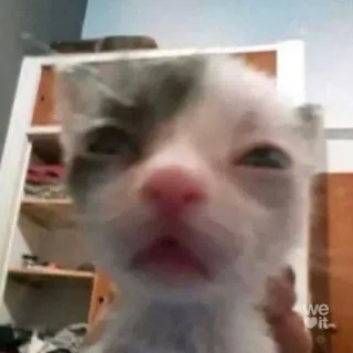 😸 we it. kitten, schattig, dier, huisdier, kat, klein telegram sticker