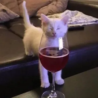 🥤 猫, 小猫, 葡萄酒, 玻璃杯, 动物, 宠物 telegram sticker