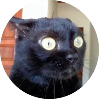 😶 gato, gato preto, animal, animal de estimação, adesivo, meme, engraçado whatsapp sticker