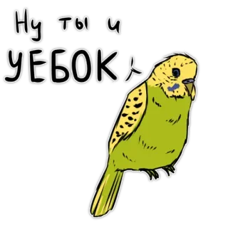 🤦‍♀️ Ну ты и УЕБОК uccello, parrocchetto, russo, offensivo, insulto, adesivo telegram sticker