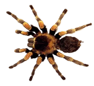 🕷 spin, vogelspin, spinachtige, insect, dier, wildlife telegram sticker