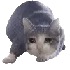 🐱