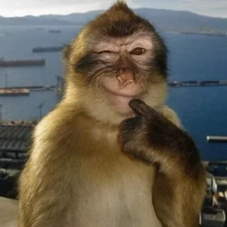 🙈 monkey, winking, cute, barbary macaque, animal, portrait, funny telegram sticker