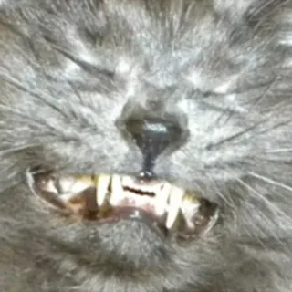 👌 cat, animal, pet, teeth, feline whatsapp sticker