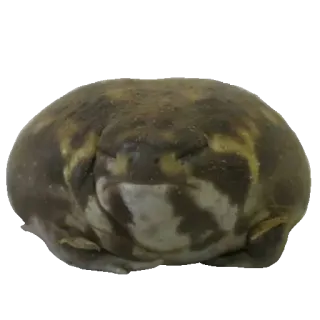 ❤️ rã, animal, anfíbio, natureza, vida selvagem whatsapp sticker
