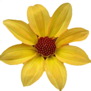 🌼 Blume, Gelb, Blütenblätter, Blumenmuster, Natur, Pflanze telegram sticker