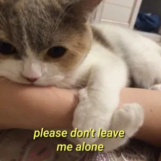 💛 please don't leave me alone gato, gatinho, triste, sozinho, animal de estimação, animal, fofo telegram sticker