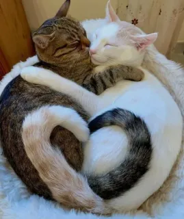 🤔 Katzen, schlafend, süß, Tiere, Liebe telegram sticker