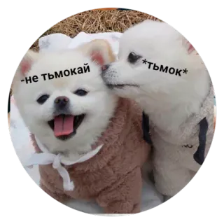 😏 -не ТЬМОКАЙ
*ТЬМОК* 犬, 可愛い, 動物, ペット, ロシア telegram sticker