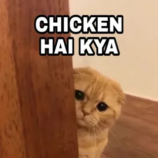 🍁 CHICKEN HAI KYA Katze, Huhn, Tier, süß, Meme telegram sticker