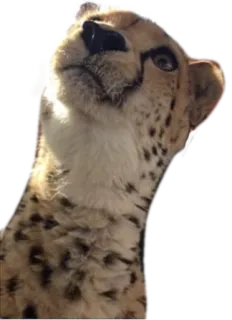 🙀 cheetah, animal, cat, wildlife, spotted, nature whatsapp sticker