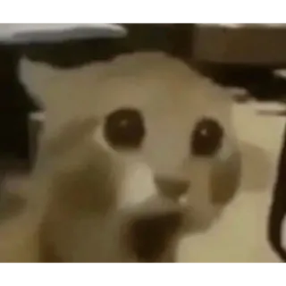 😱 cat, shocked, surprised, meme, funny, cute, animal whatsapp sticker