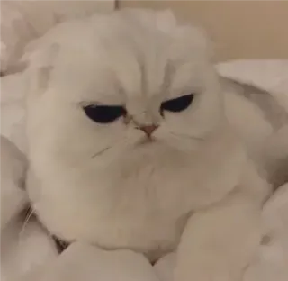 🍣 猫, 白い猫, 不機嫌な猫, ペット, 動物, スコティッシュフォールド, 可愛い, 愛らしい telegram sticker