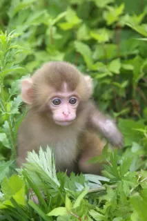 🐒 singe, bébé singe, animal, faune, nature, mignon, primate telegram sticker