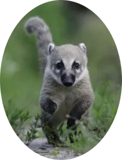 🐿 носуха, млекопитающее, животное, дикая природа telegram sticker