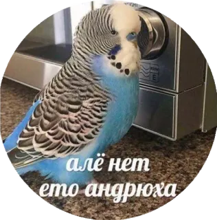 🤓 алё нет это андрюха vogel, parkiet, papegaai, blauw, dier telegram sticker