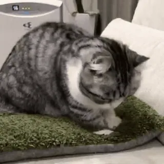 🥰 猫, 動物, ペット, かわいい, ネコ科, 飼い猫 telegram sticker