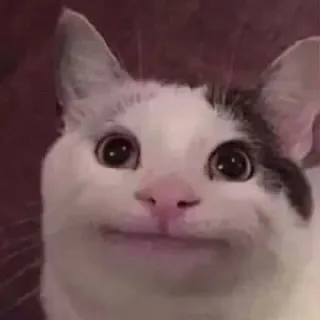 🙂 chat, animal, mème, chat béluga, animal de compagnie telegram sticker