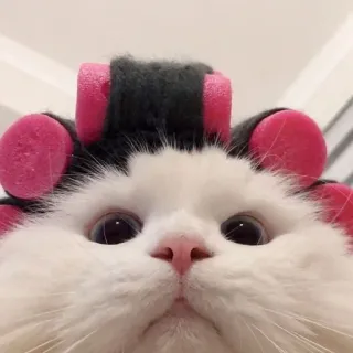 🐾 고양이, 귀여운, 헤어롤, 머리, 동물 telegram sticker