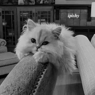 🕸 ipishy 猫, 宠物, 动物, 白猫, 可爱, 毛茸茸, 家畜 telegram sticker