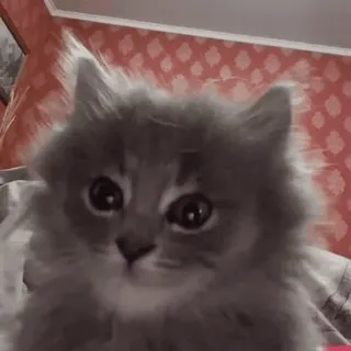 🌟 猫, 子猫, ペット, 動物, 可愛い, ふわふわ whatsapp sticker