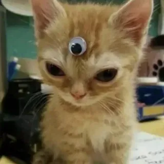 😂 猫, 子猫, ギョロ目, 面白い, 動物, ペット, 可愛い whatsapp sticker