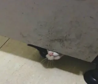 😐 Katze, gucken, verstecken, süß, Tier telegram sticker
